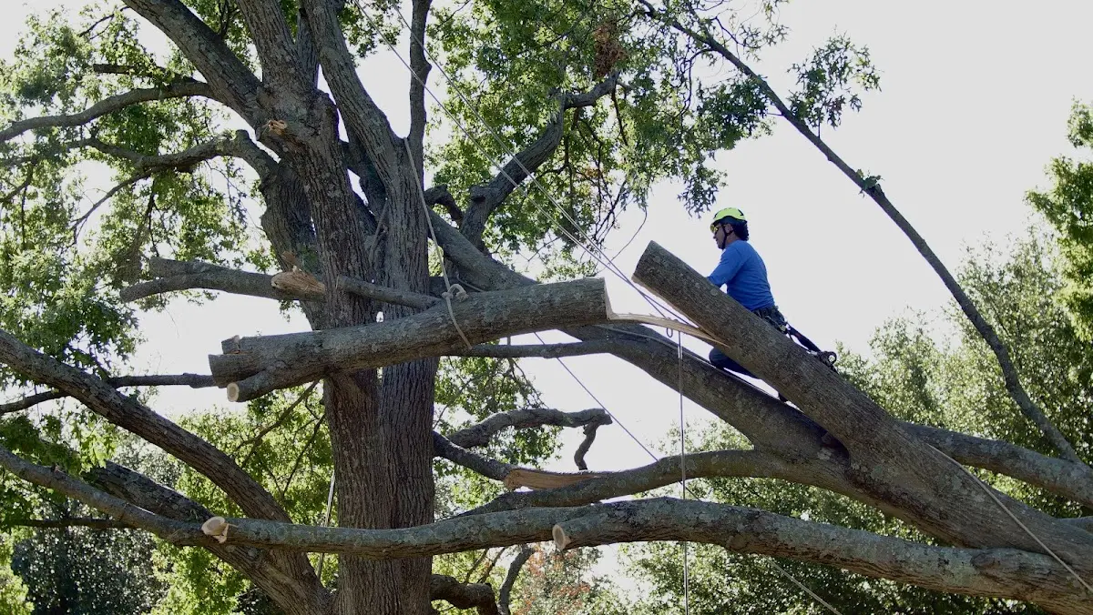 Professional Hazardous Tree Removal performed by certified arborists in Guntown